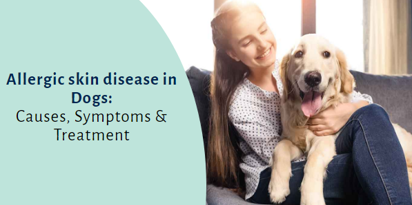 Allergic Skin Disease in Dogs: Causes, Symptoms & Treatment