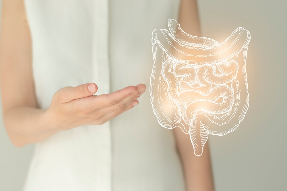 Effects Of Alcohol On The Digestive System Effects Of Alcohol On The Digestive System