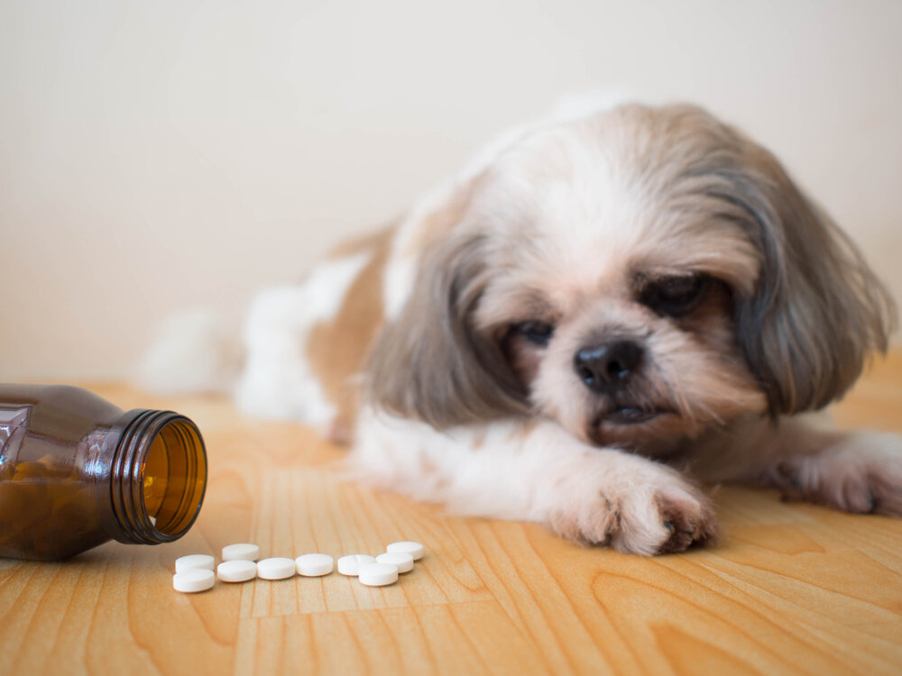 Apoquel Dosage for Dogs
