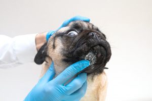 Dog Rash Treatment