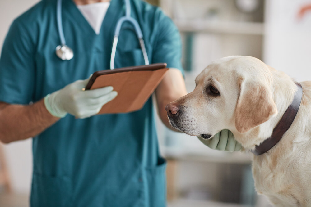 Safety Information of Apoquel for Dogs Safety Information of Apoquel for Dogs