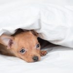 Side Effects of Apoquel for dogs Side Effects of Apoquel for dogs