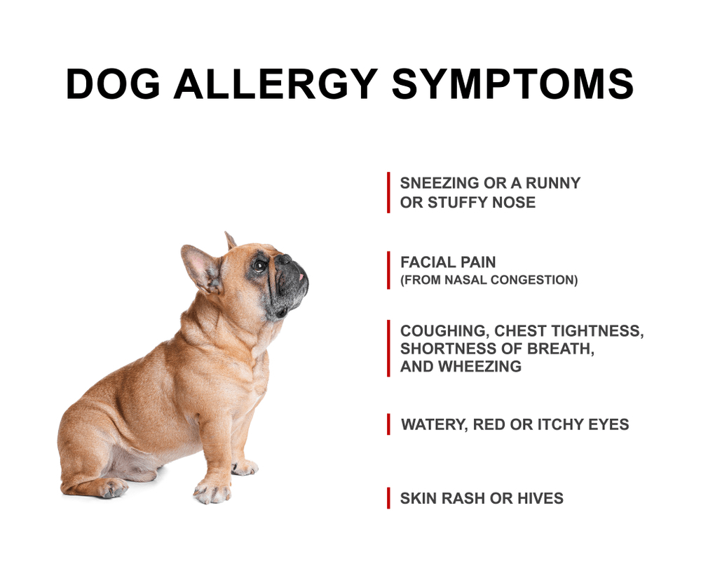 Symptoms Of Allergic Skin Diseases In Dogs