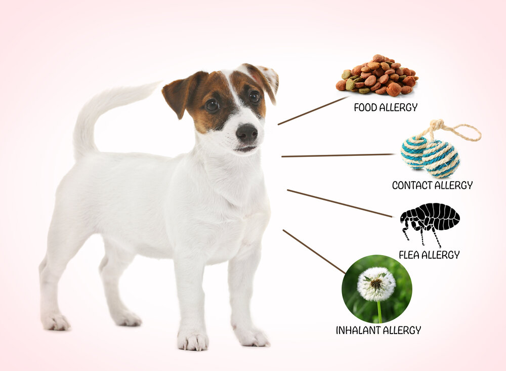  Types Of Allergic Skin Diseases In Dogs