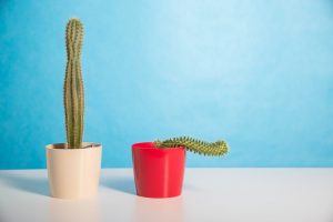 Tadalafil vs Sildenafil for Erectile Dysfunction Tadalafil vs Sildenafil for Erectile Dysfunction